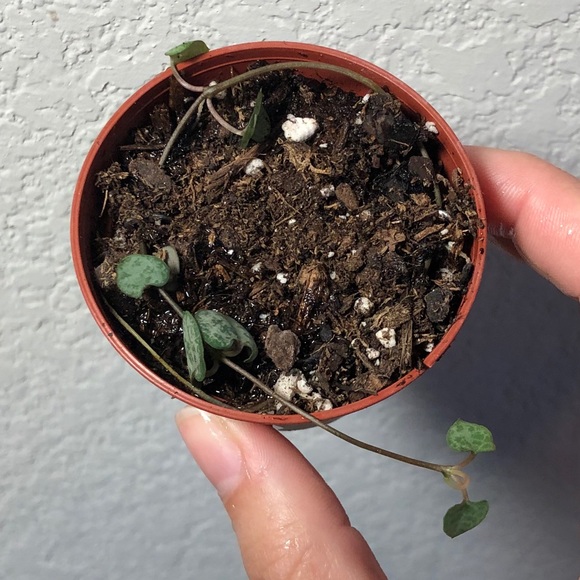 String of hearts 2” potted plant - Picture 3 of 6